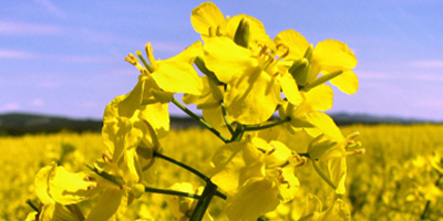 Интернет-магазин продуктов ТМ "Дары Прииртышья"Сибмас"