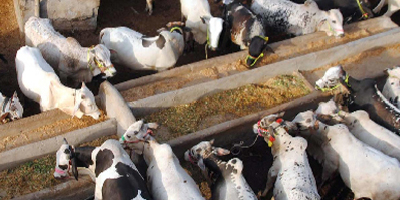 Сайт-визитка с/х кормов компании "Аминобио"