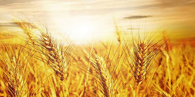 Сайт-визитка семеноводческое хозяйство "Семена Удобное"