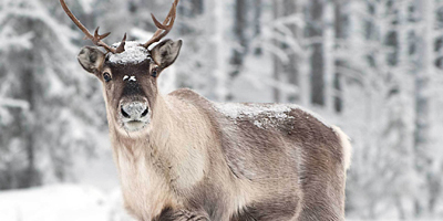 Промо-сайт фарм. завода БАД "Сила Ямала"