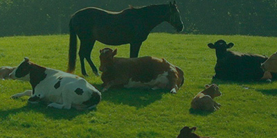 Сайт-визитка Торговая компания «Сто пудов»