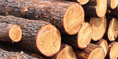 Лесхоз официальный сайт разработка